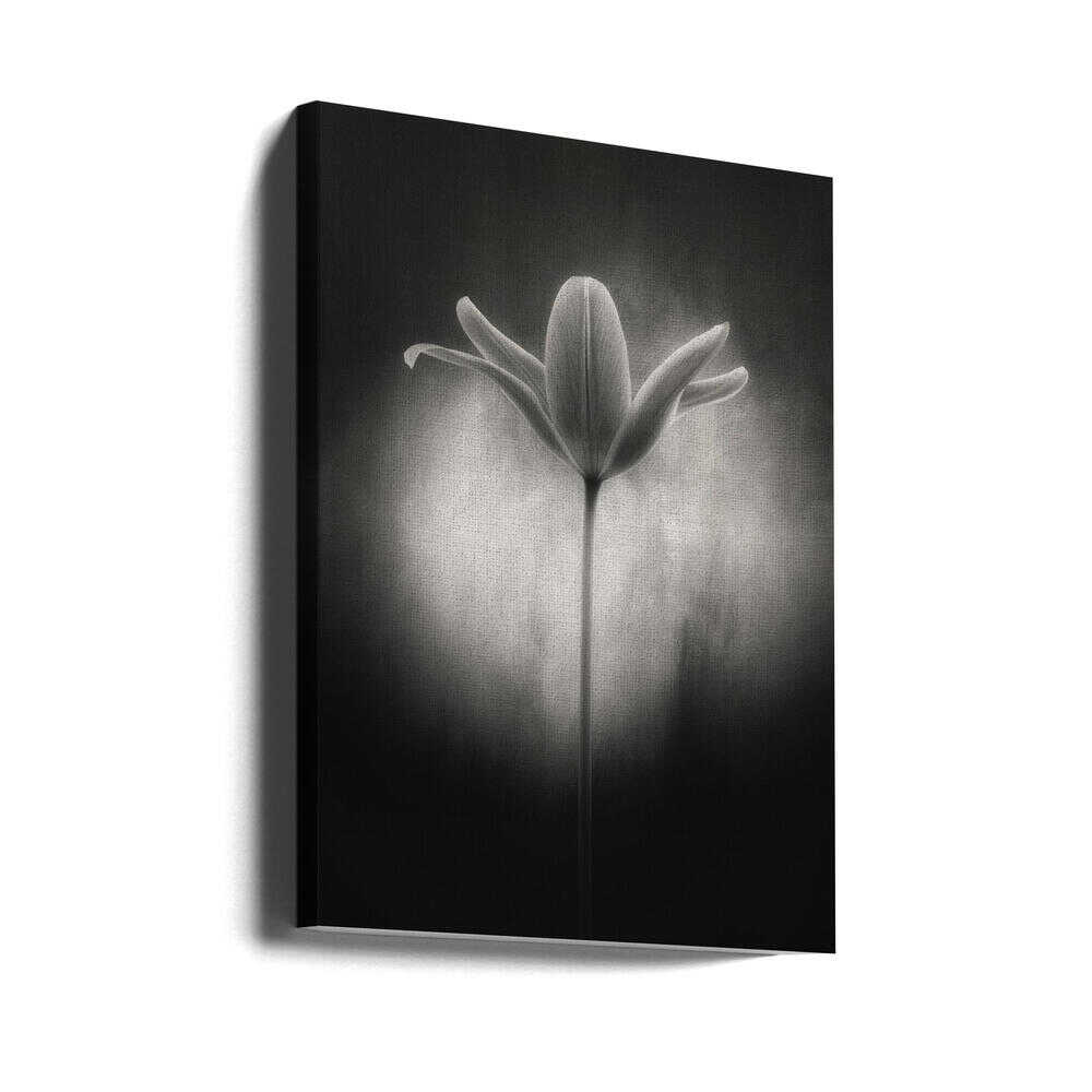 Tulip in black and white | Canvas