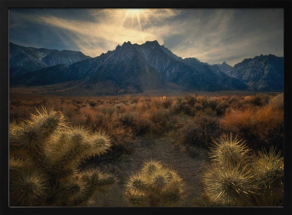 Golden cactus | Poster