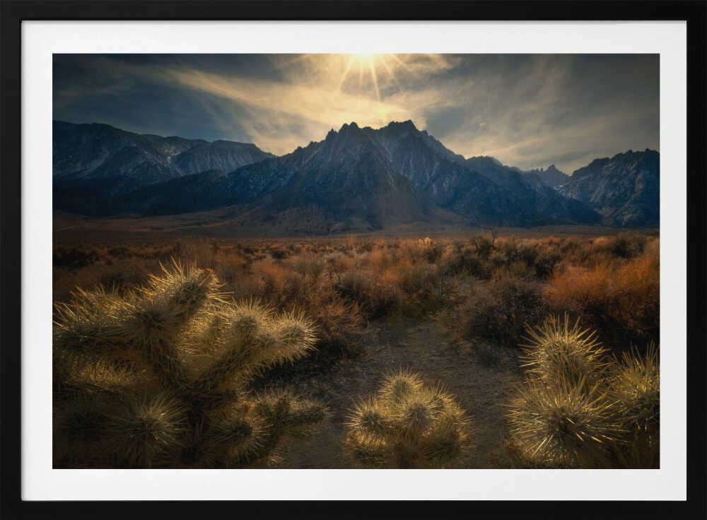 Golden cactus | Poster