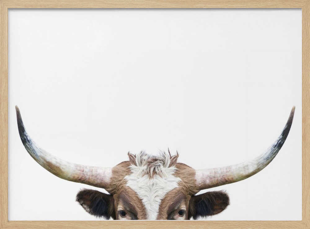 Peeking Longhorn Cow | Poster