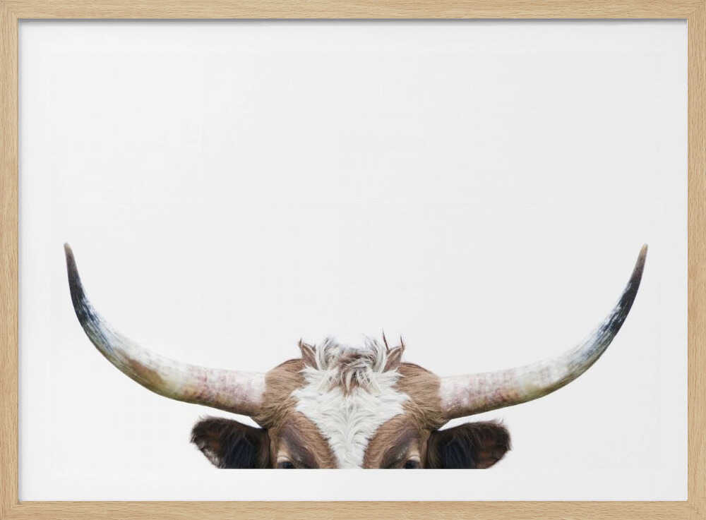 Peeking Longhorn Cow | Poster