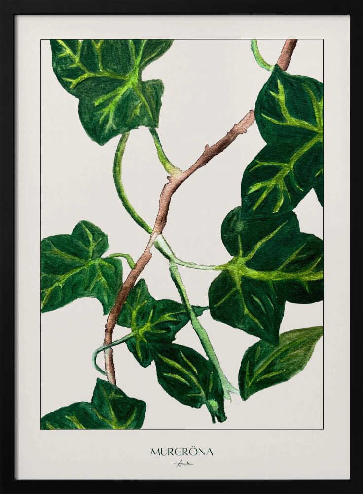 Murgröna | Poster