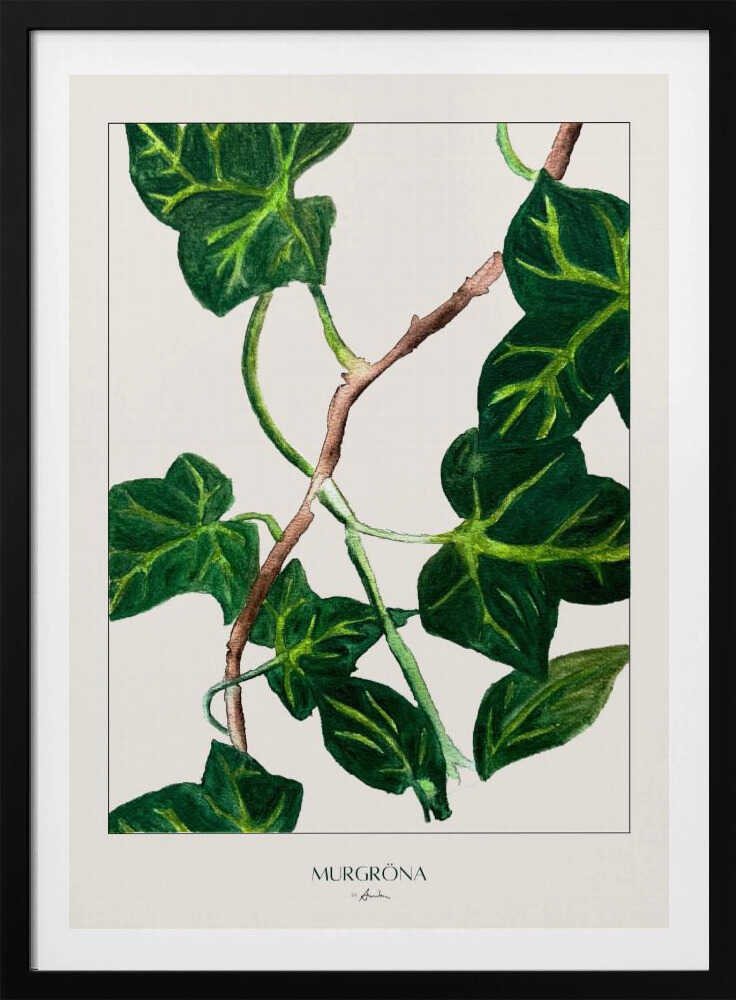 Murgröna | Poster