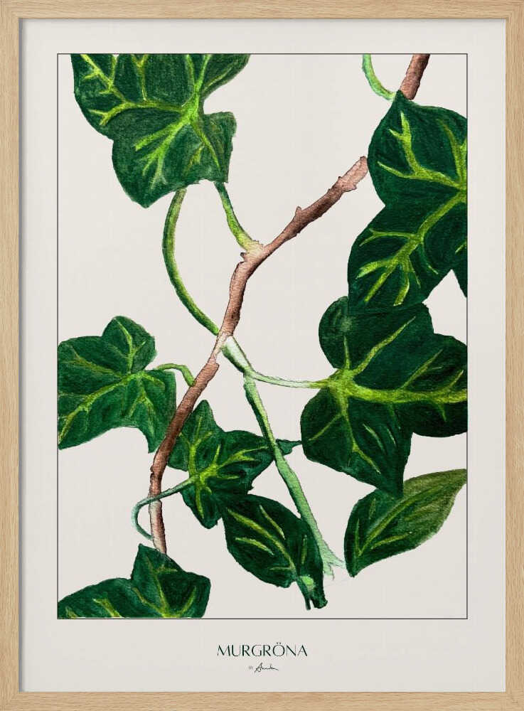 Murgröna | Poster