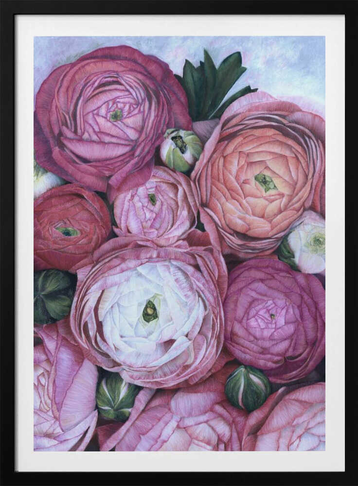 Bouquet de renoncules Arleth rose froid | Affiche