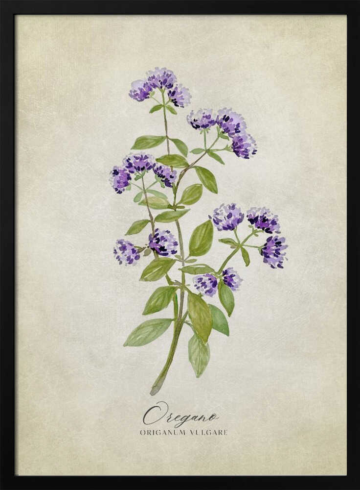 Vintage-Oregano | Poster