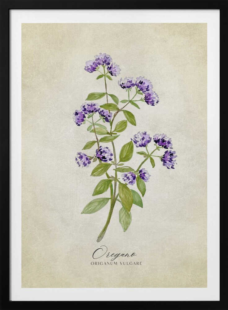 Vintage-Oregano | Poster