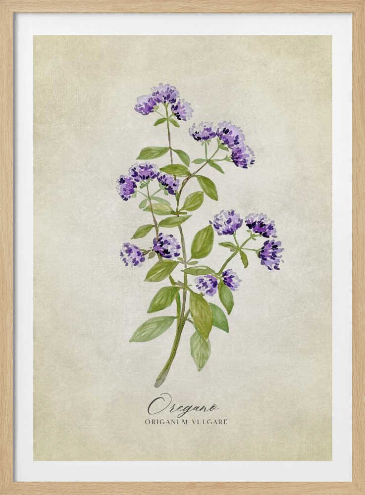 Vintage-Oregano | Poster