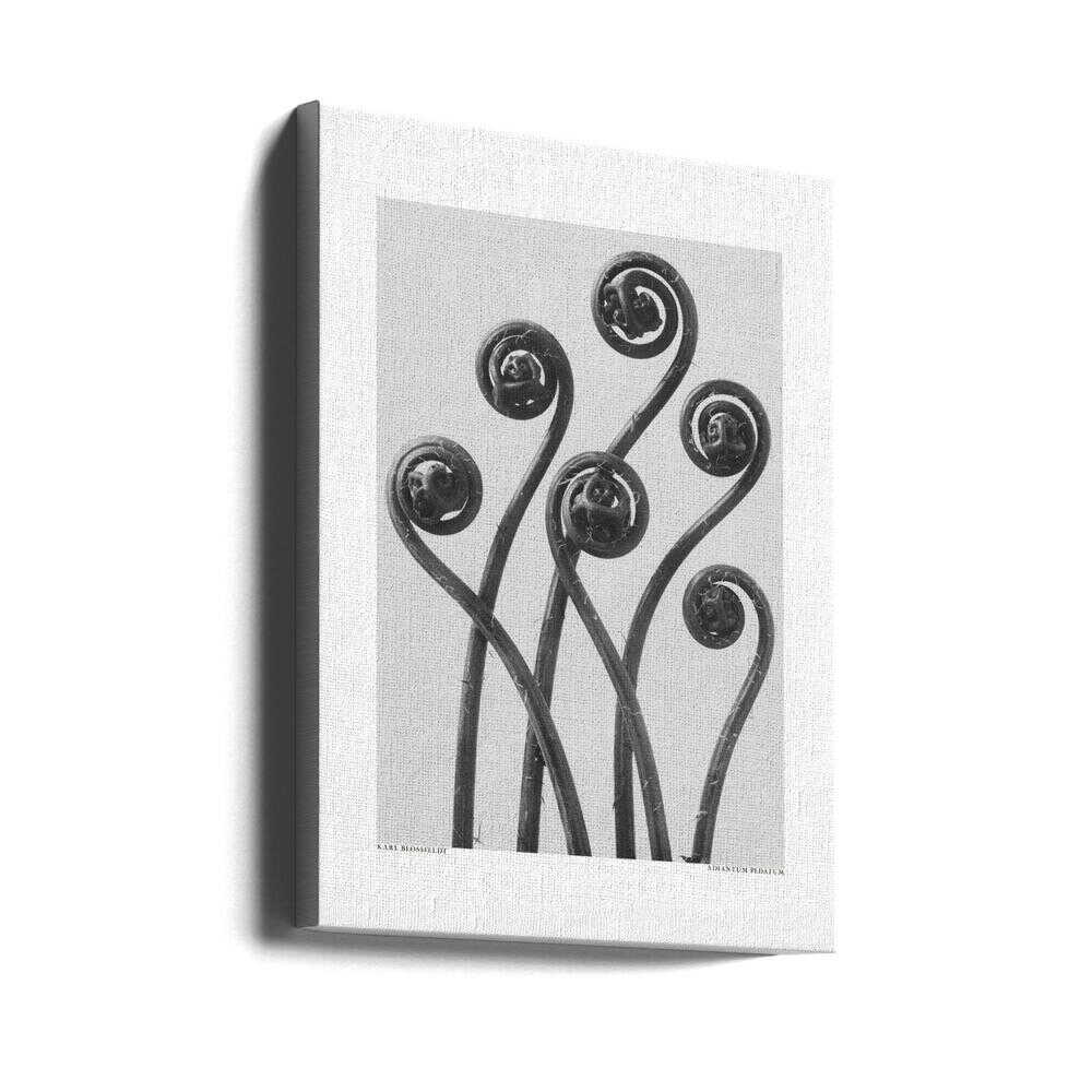 Adiantum pedatum | Leinwand