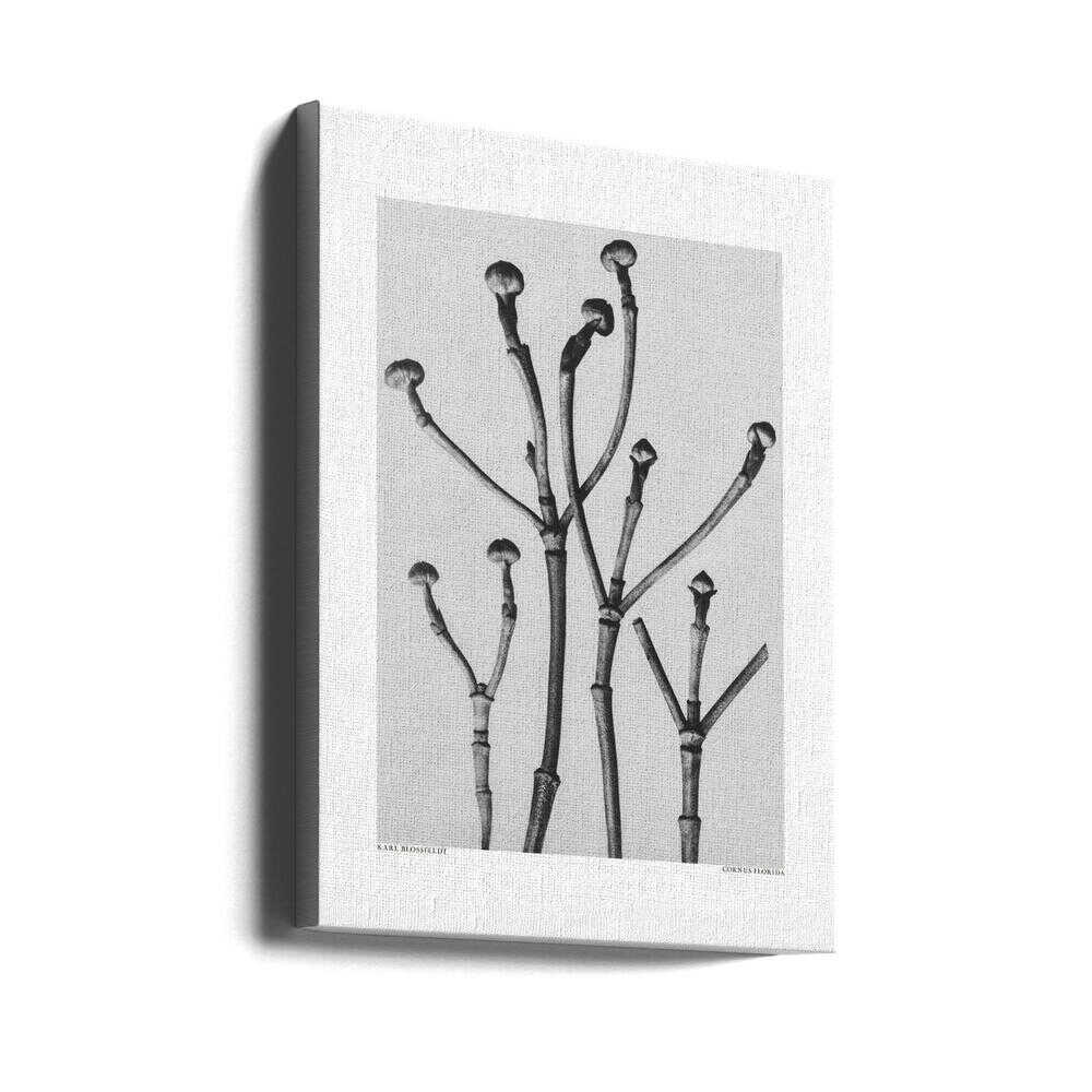 Cornus Florida | Canvas