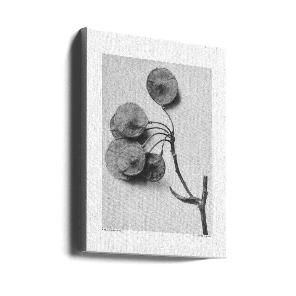 Ptelea Trifoliata | Toile