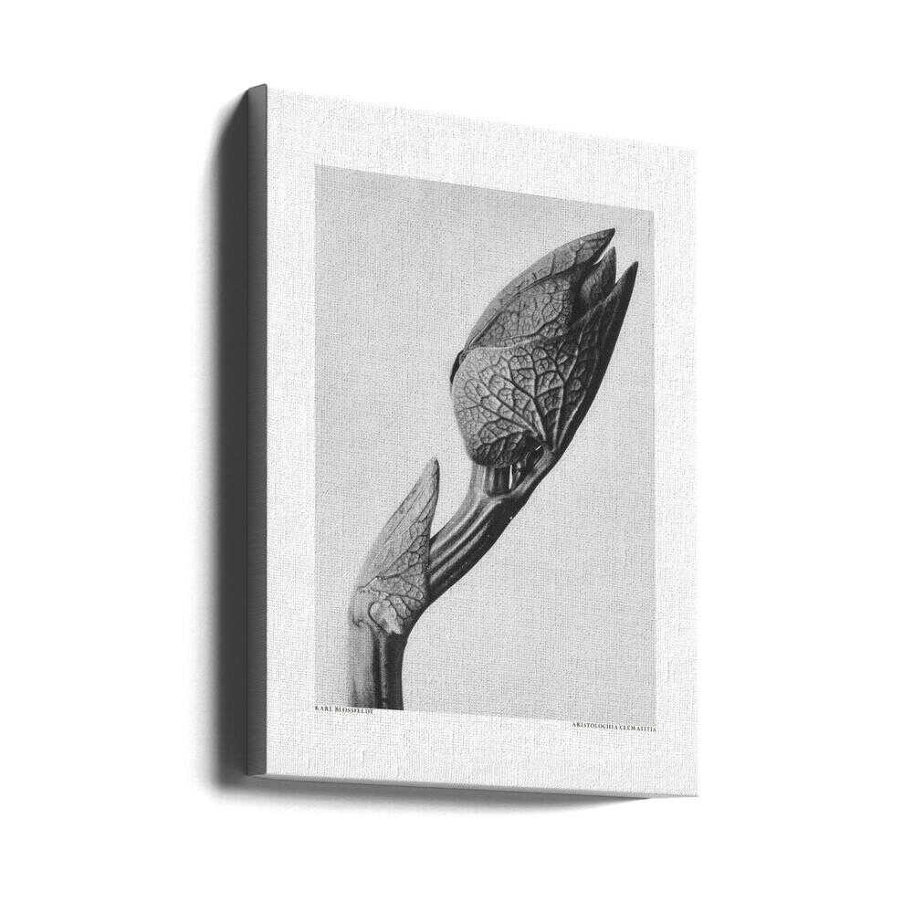 Aristolochia clematitis | Leinwand