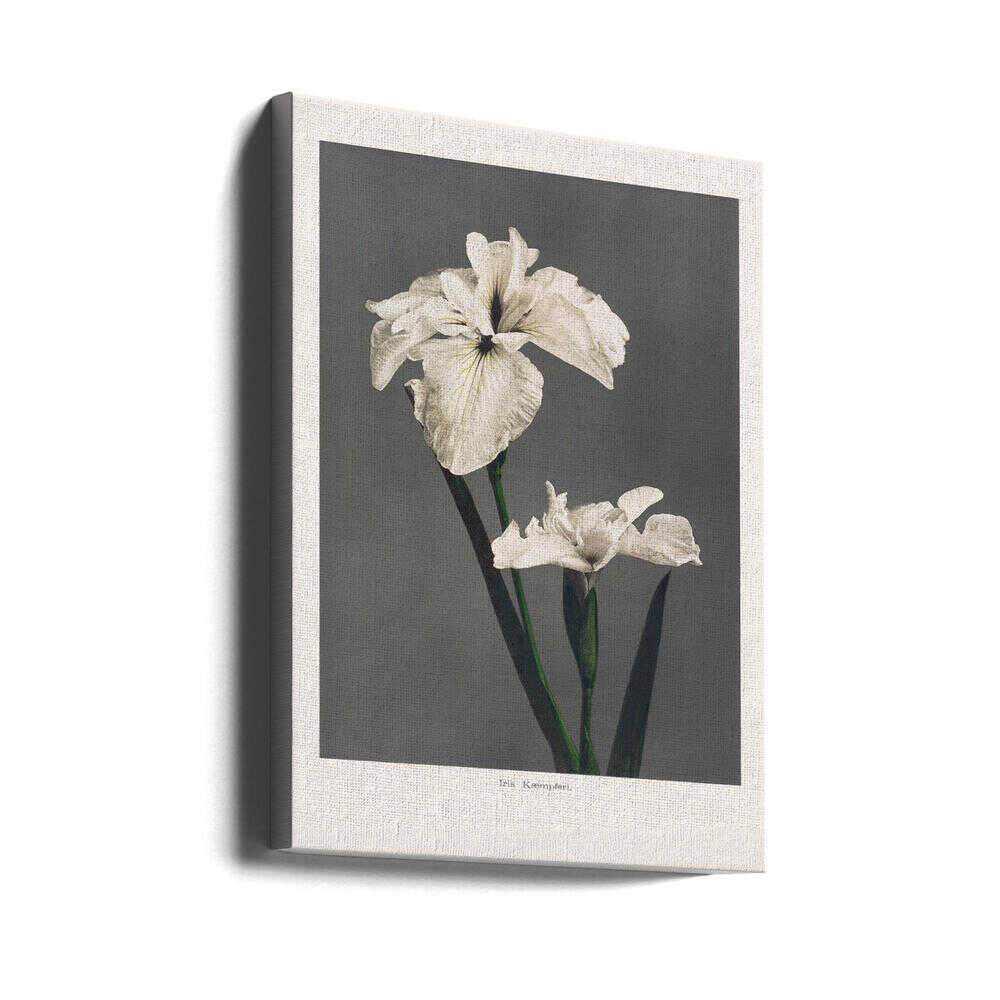 Iris Kæmpferi | Leinwand