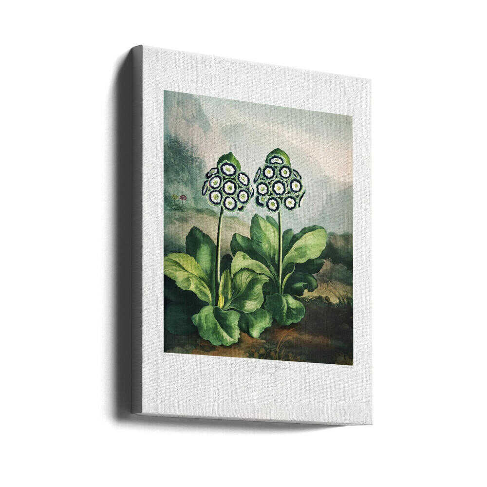 A Group of Auriculas from The Temple of Flora 2 (1807) | Canvas