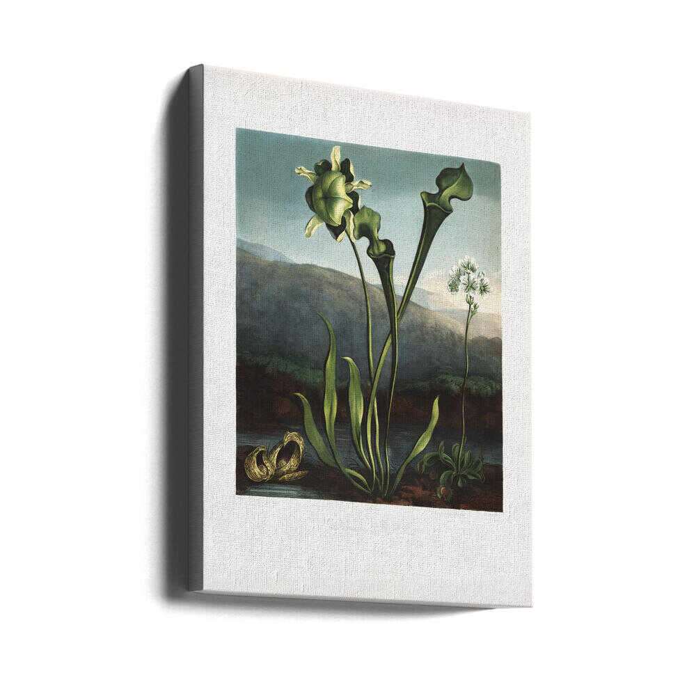 American Bog Plants from The Temple of Flora (1807) | Canvas