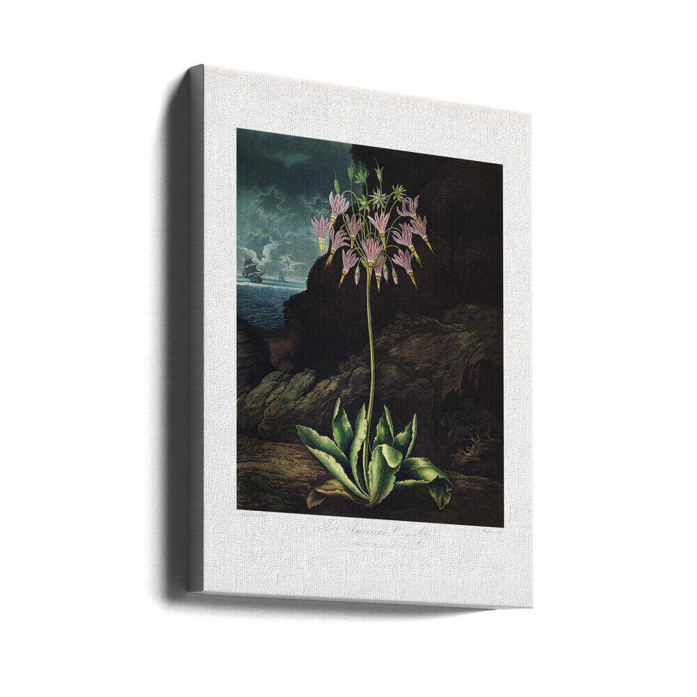 The American Cowslip from The Temple of Flora (1807) | Canvas