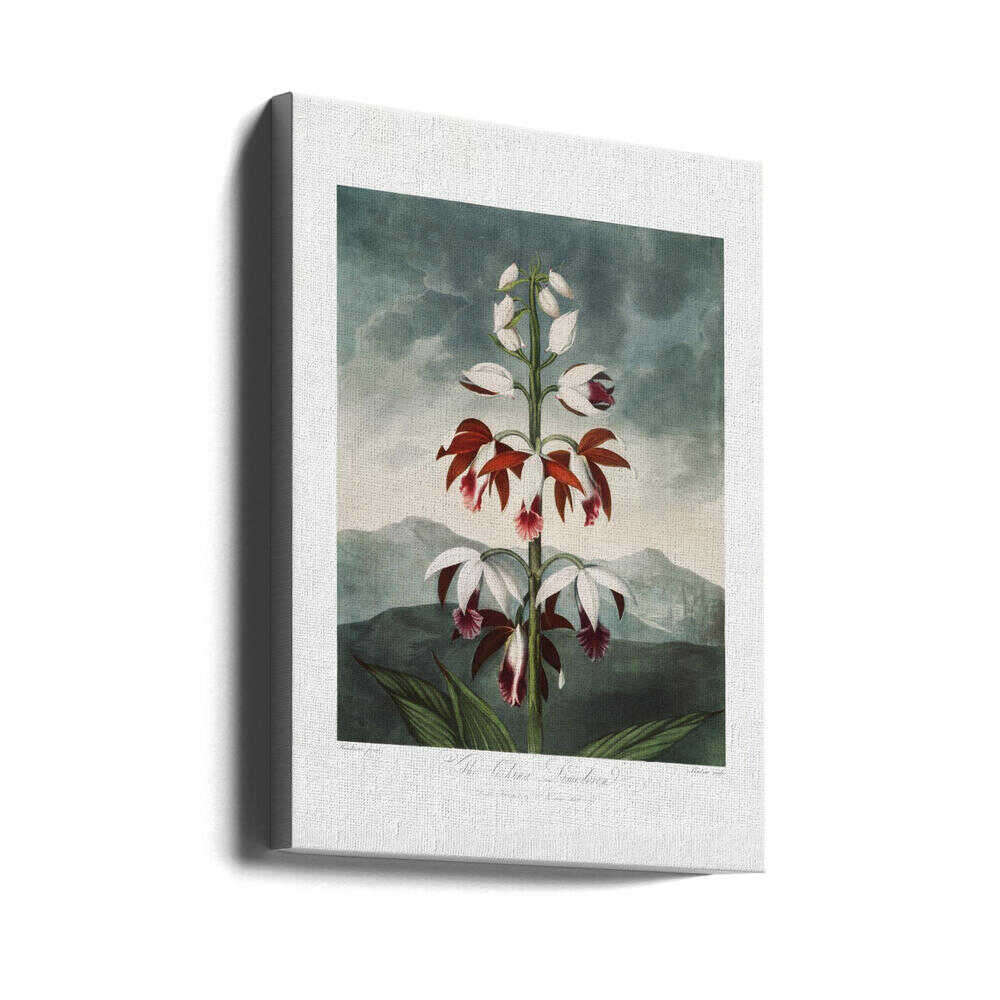 The Chinese Limodoron from The Temple of Flora (1807) | Canvas