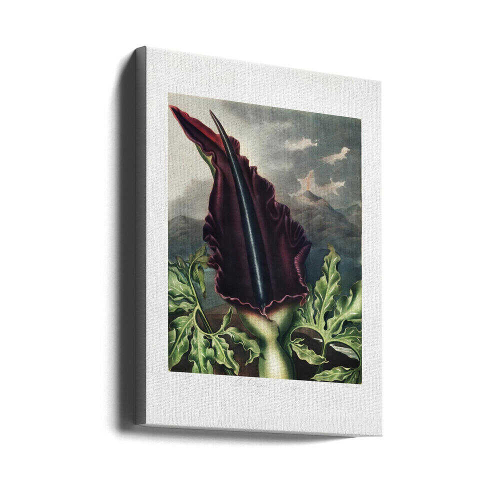 The Dragon Arum from The Temple of Flora (1807) | Canvas