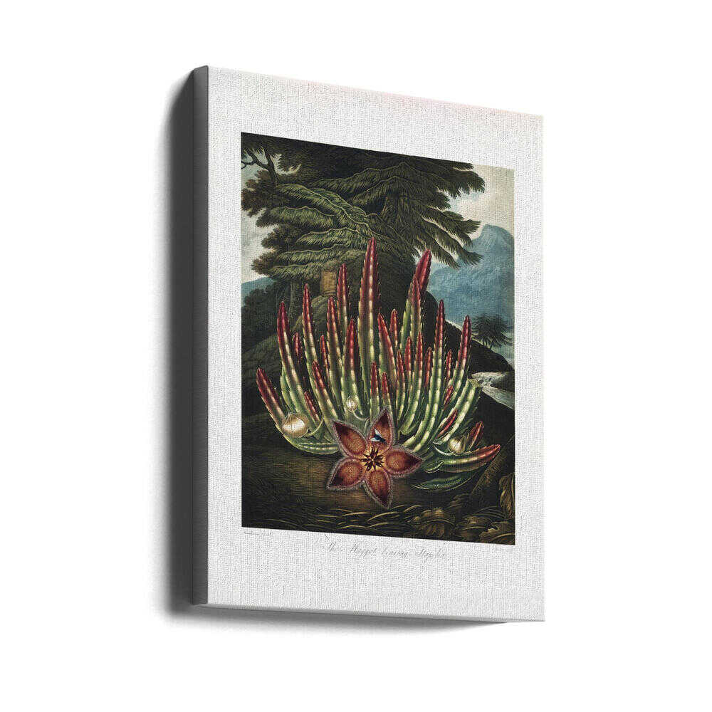 The Maggot–Bearing Stapelia from The Temple of Flora (1807) | Canvas