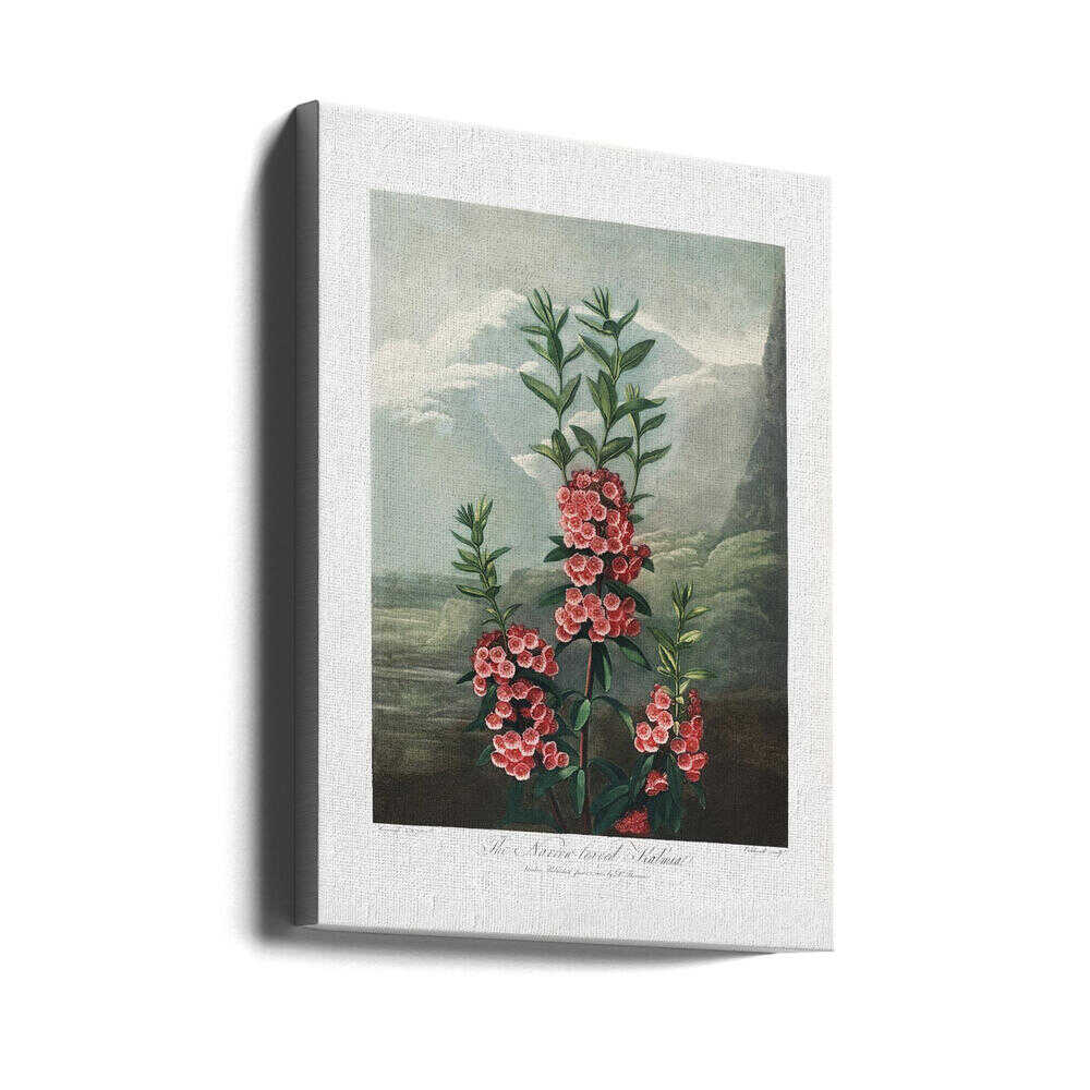 The Narrow–Leaved Kalmia from The Temple of Flora (1807) | Canvas