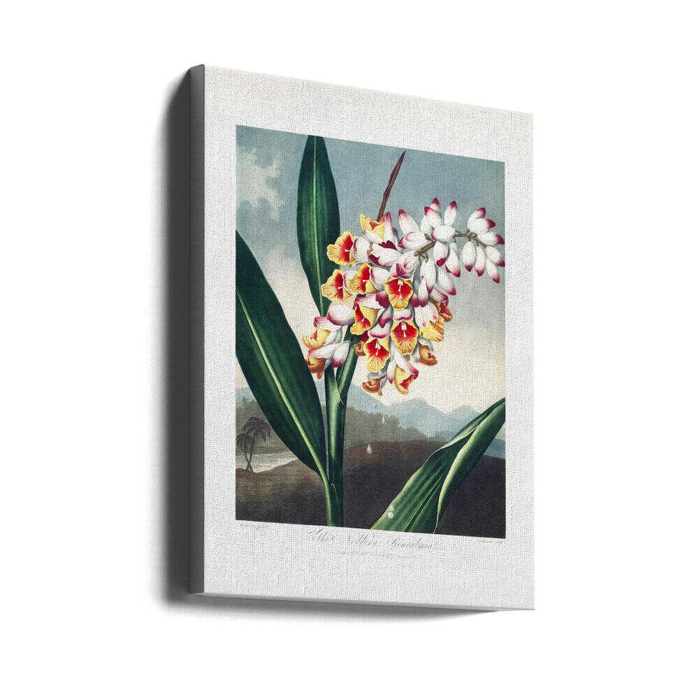 The Nodding Renealmia from The Temple of Flora (1807) | Canvas