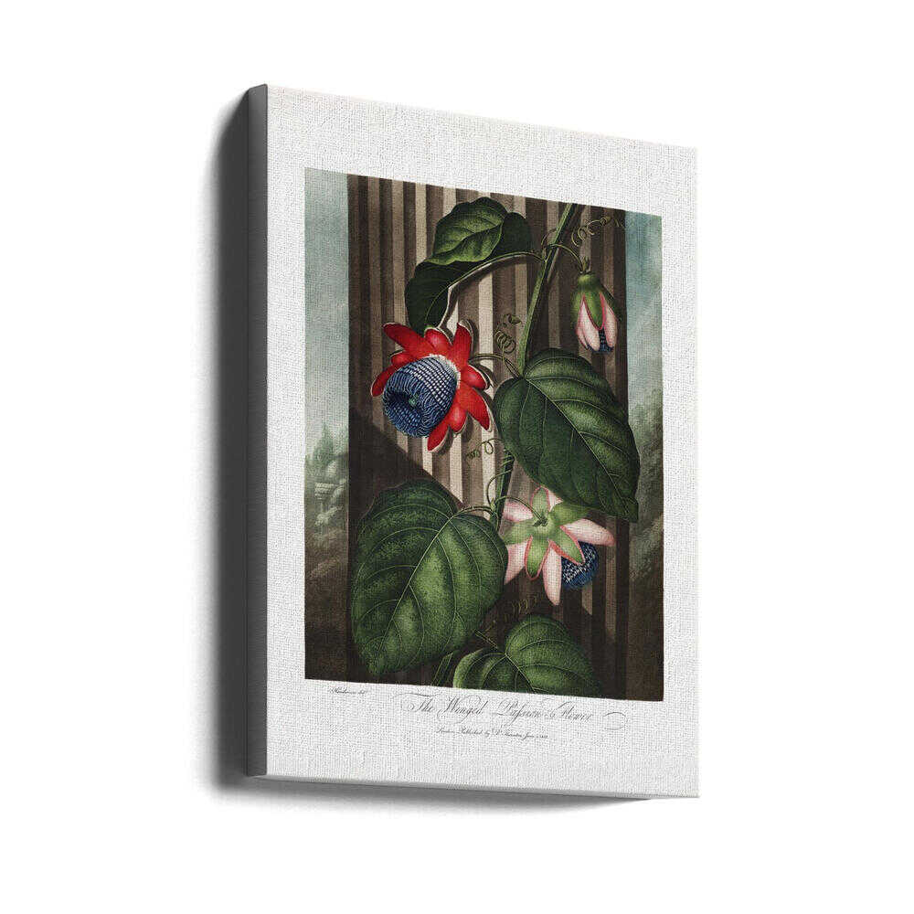 The Winged Passion-Flower from The Temple of Flora (1807) | Canvas