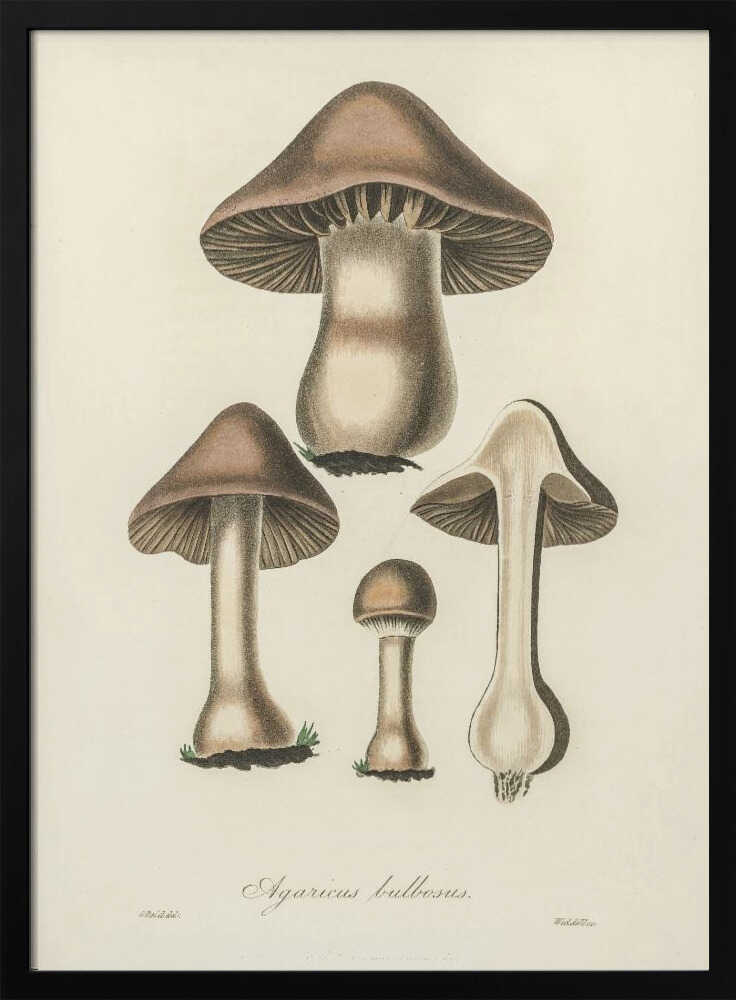 Illustration von Agaricus bulbosus. Medizinische Botanik 1836 | Poster