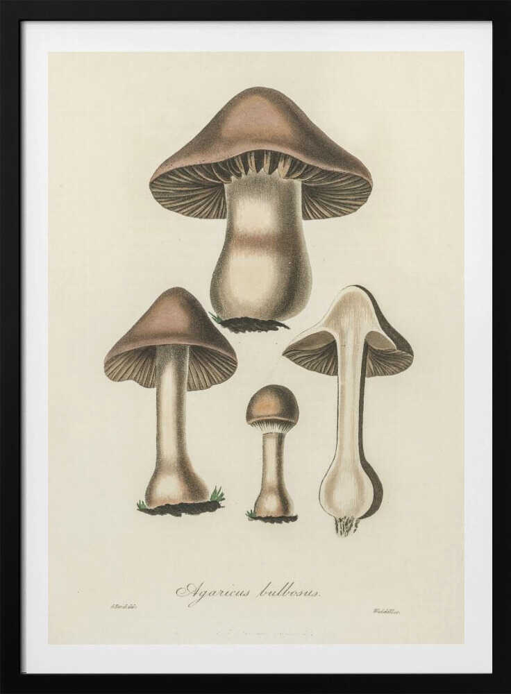 Illustration von Agaricus bulbosus. Medizinische Botanik 1836 | Poster