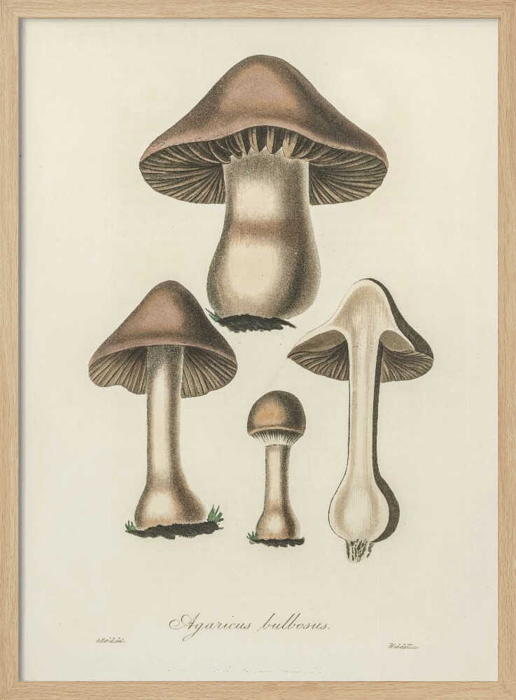 Illustration von Agaricus bulbosus. Medizinische Botanik 1836 | Poster