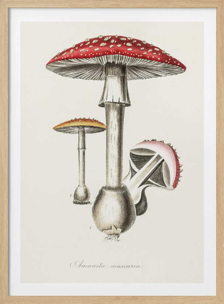 Illustration des Fliegenpilzes (Amanita muscaria). Medizinische Botanik 1836 | Poster