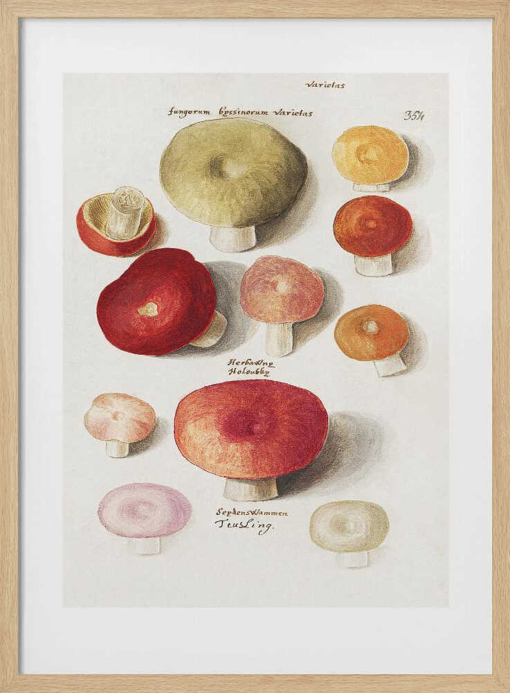 Boleten, Boletales Standing | Poster