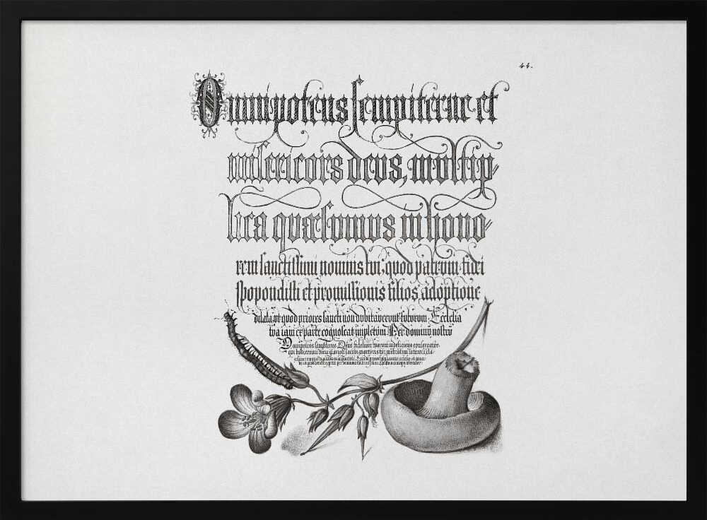 Centipede, Wood Cranesbill, and Mushroom Bw Horizontal | Poster