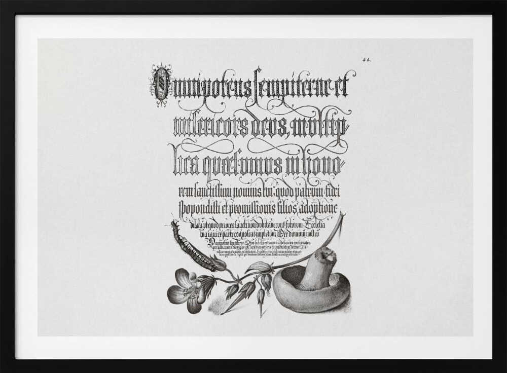 Centipede, Wood Cranesbill, and Mushroom Bw Horizontal | Poster