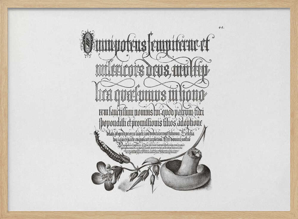 Centipede, Wood Cranesbill, and Mushroom Bw Horizontal | Poster