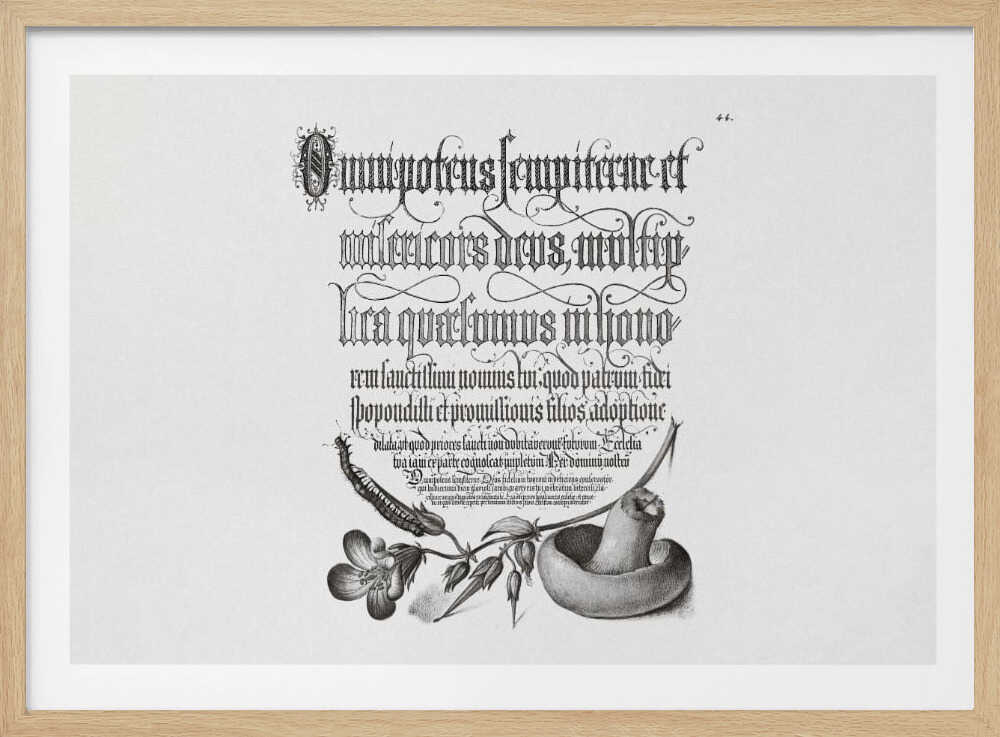 Centipede, Wood Cranesbill, and Mushroom Bw Horizontal | Poster