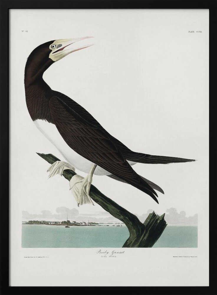 Tölpel aus „Vögel Amerikas“ (1827) | Poster