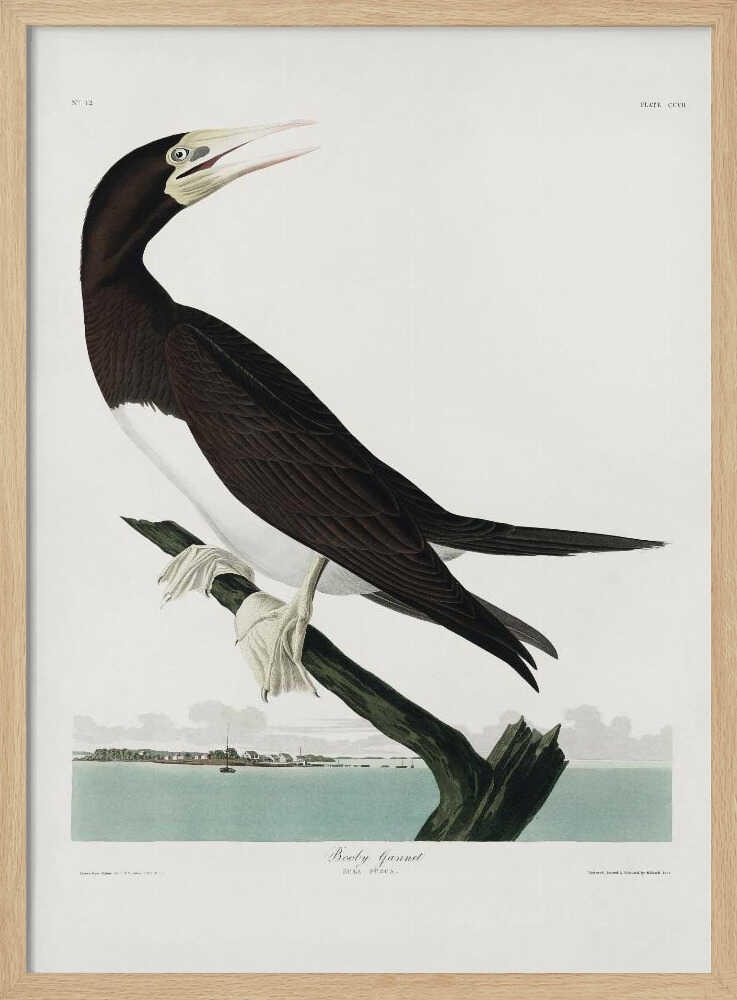 Tölpel aus „Vögel Amerikas“ (1827) | Poster