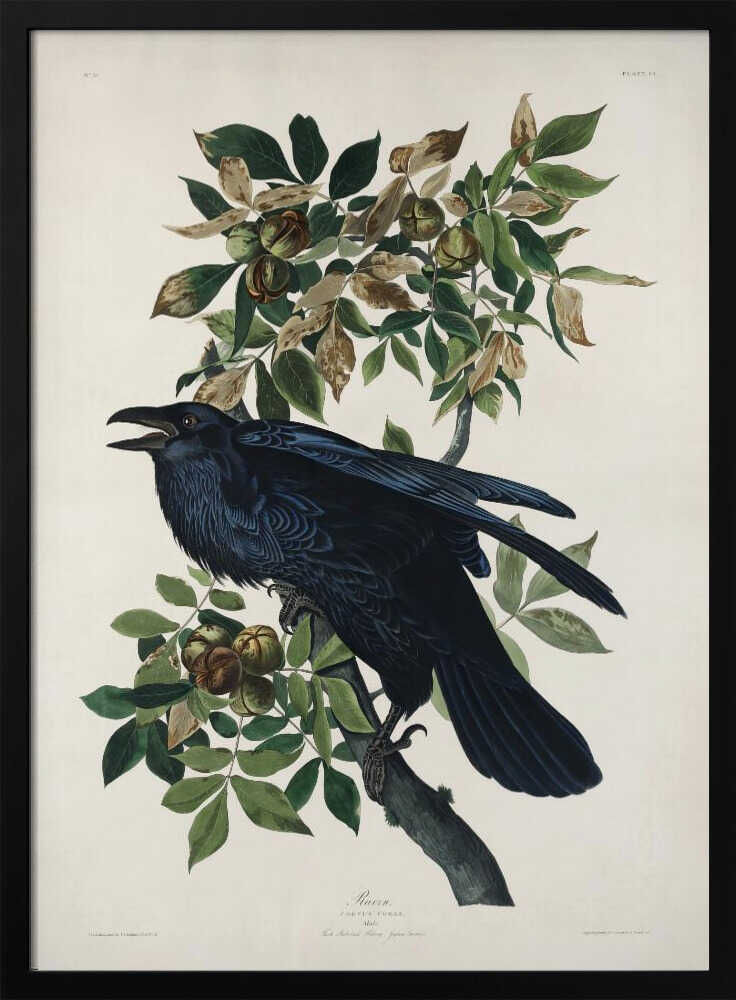 Rabe aus „Vögel Amerikas“ (1827) | Poster