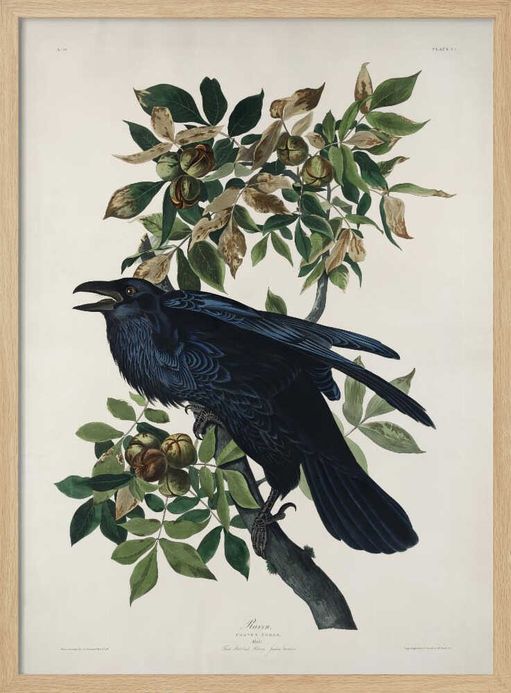 Rabe aus „Vögel Amerikas“ (1827) | Poster