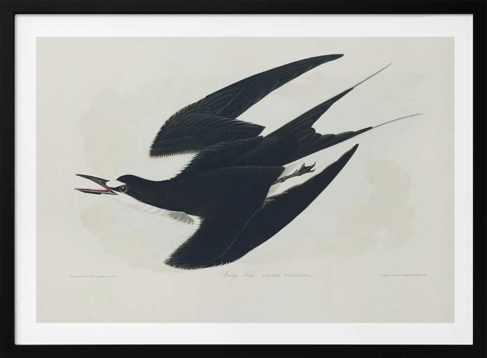 Rußseeschwalbe aus „Birds of America“ (1827) | Poster