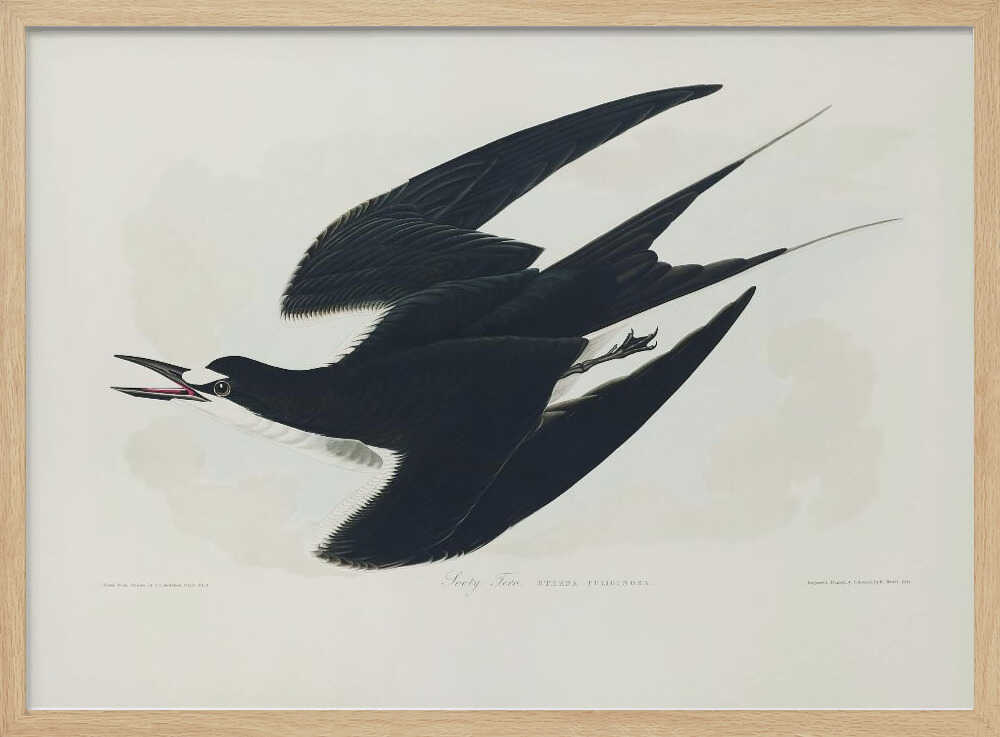 Rußseeschwalbe aus „Birds of America“ (1827) | Poster