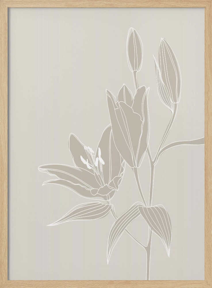 Strichzeichnung von Lilien in Weiß | Poster