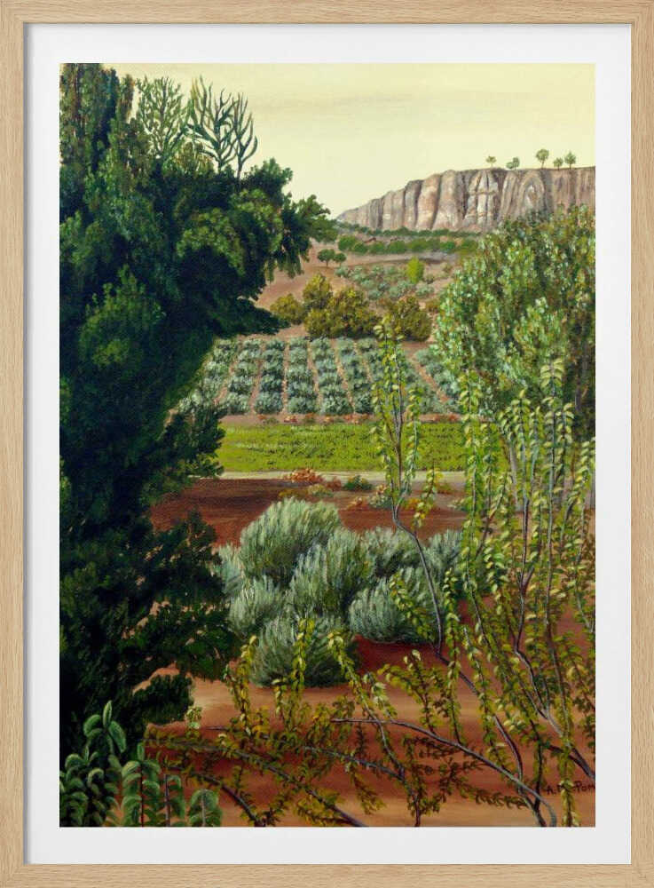 Olivenbäume im Hochgebirge | Poster