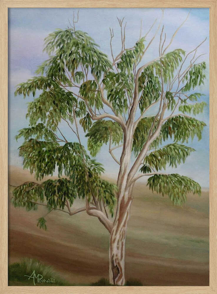 Eucalyptus | Affiche