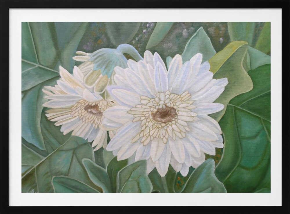 White Gerbera | Poster