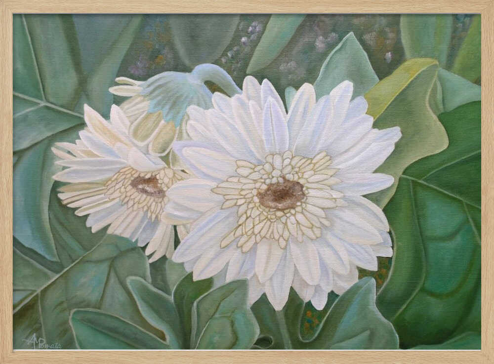 White Gerbera | Poster