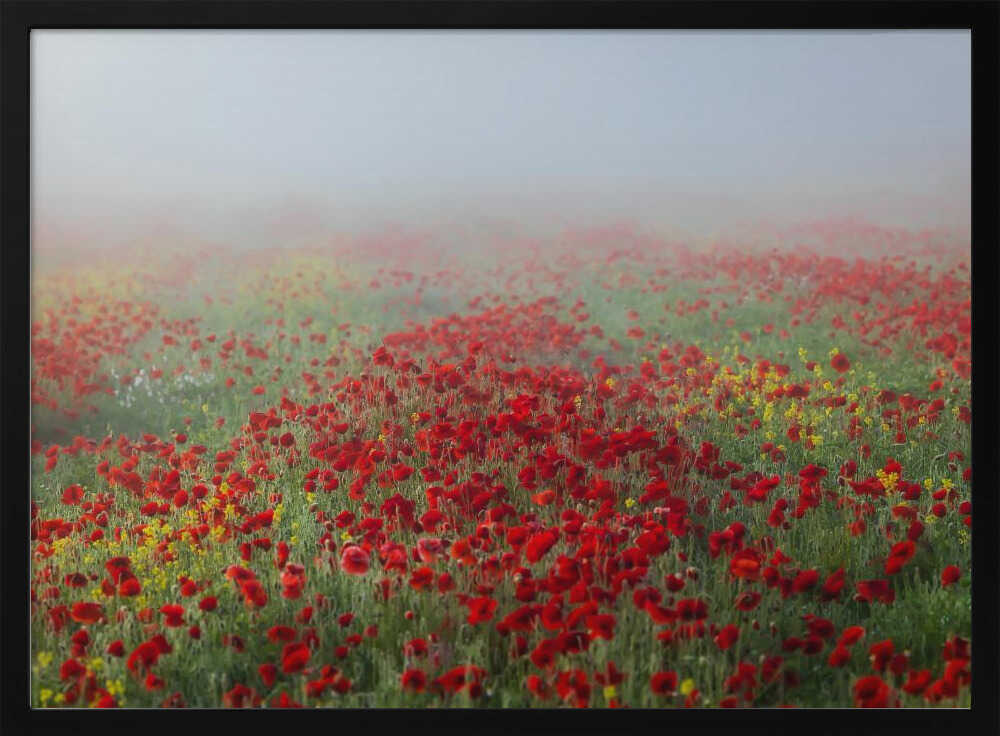 Poppies in the fog | Poster