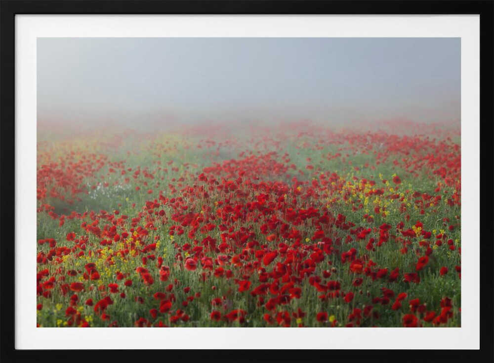 Poppies in the fog | Poster