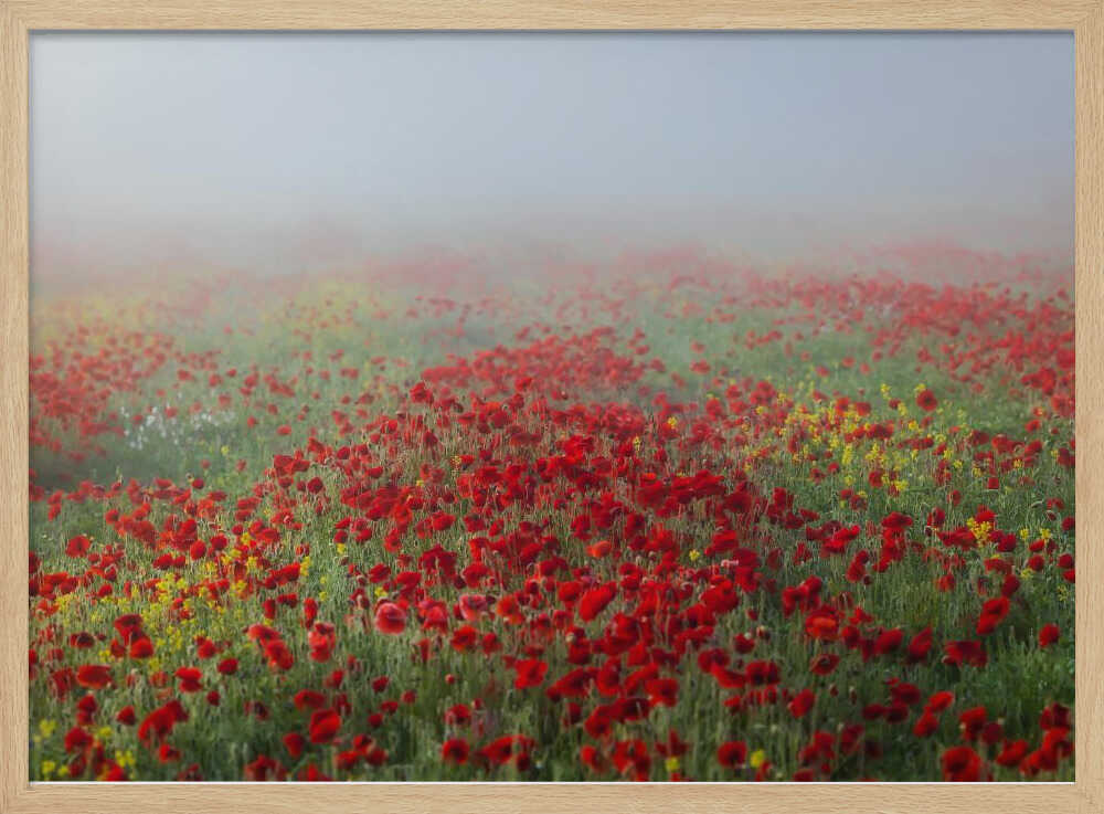 Poppies in the fog | Poster