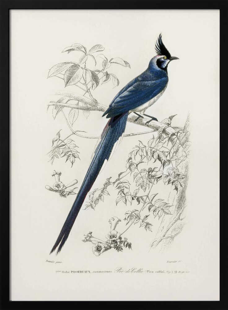 Schwarzkehl-Elsterhäher | Poster
